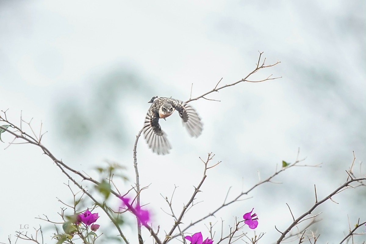 黑喉石鵖（ｂī）（公母）