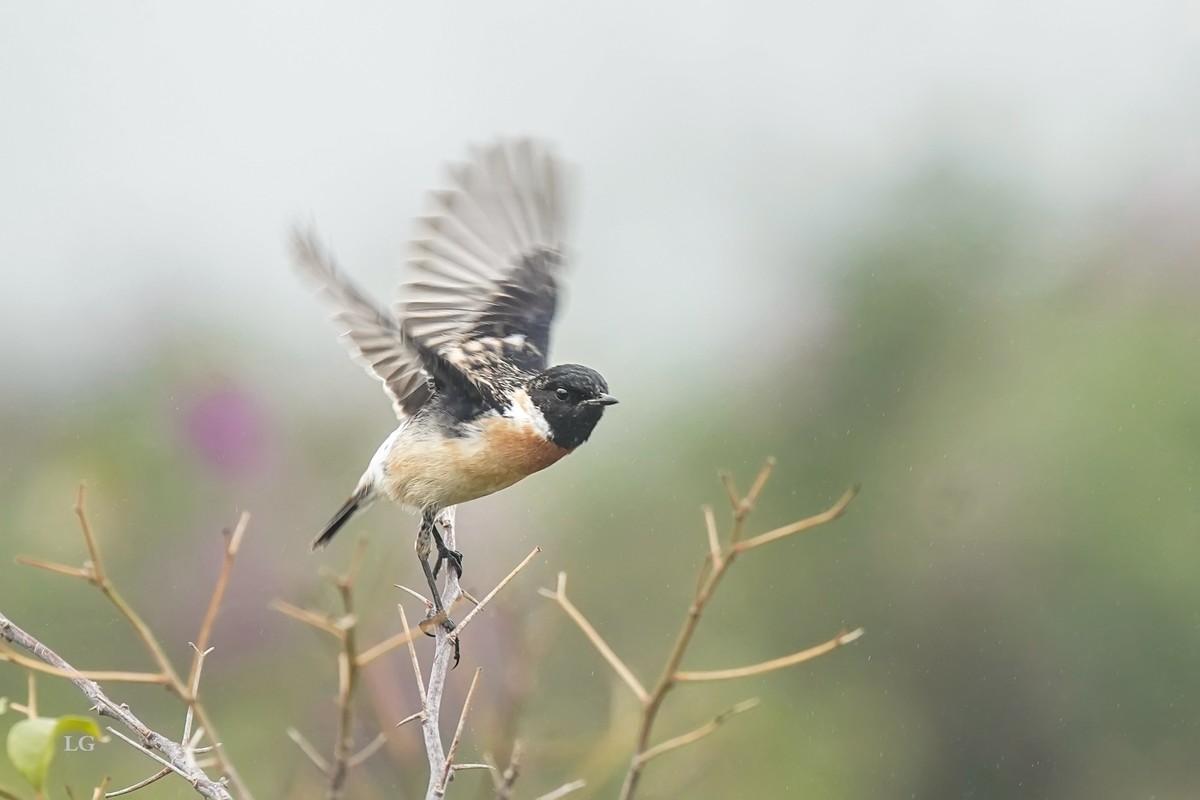 黑喉石鵖（ｂī）（公母）