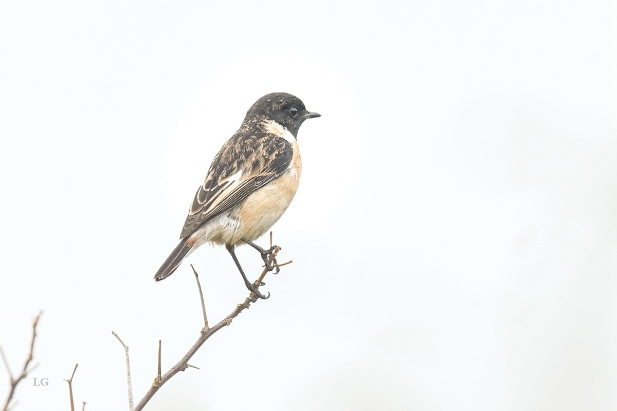 黑喉石鵖（ｂī）（公母）