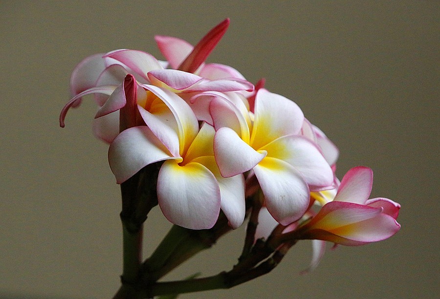 《不老松：纪实摄影》海南的鸡蛋花！2