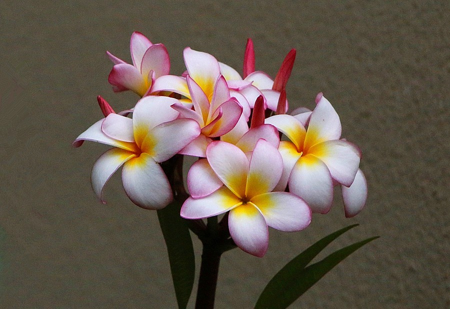 《不老松：纪实摄影》海南的鸡蛋花！2