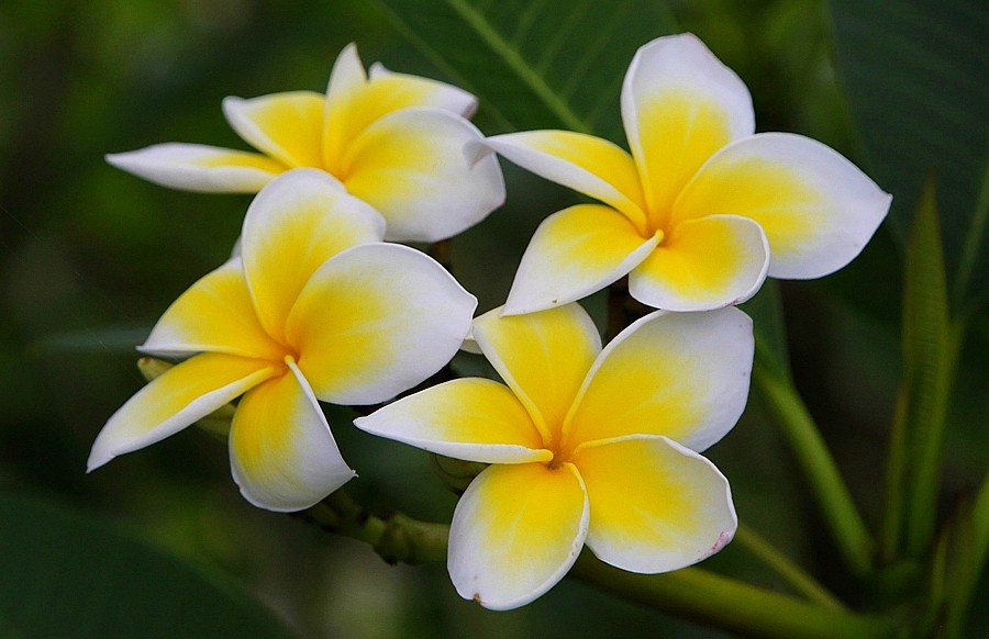 《不老松：纪实摄影》海南的鸡蛋花！2