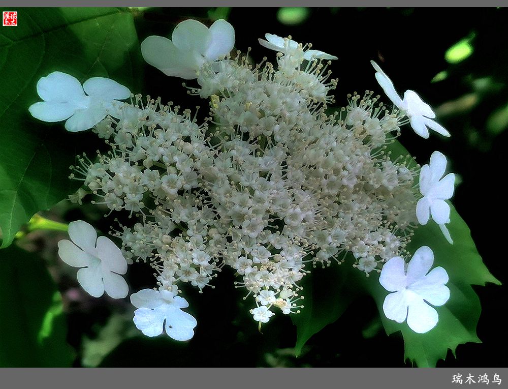 【北坞油菜花季】4.那花那草共舞春天