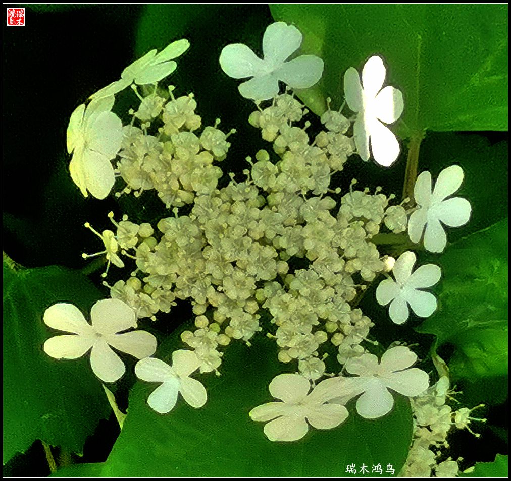 【北坞油菜花季】4.那花那草共舞春天