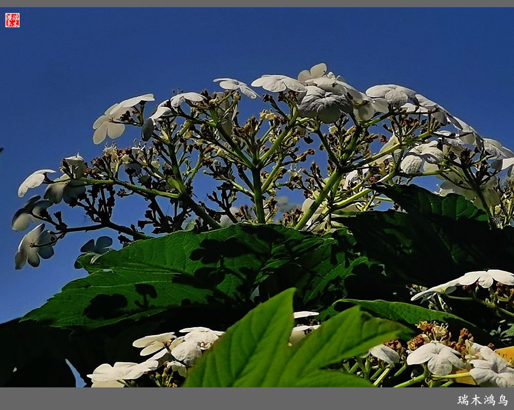【北坞油菜花季】4.那花那草共舞春天