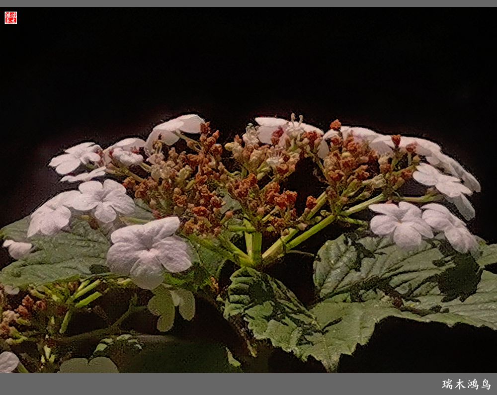 【北坞油菜花季】4.那花那草共舞春天