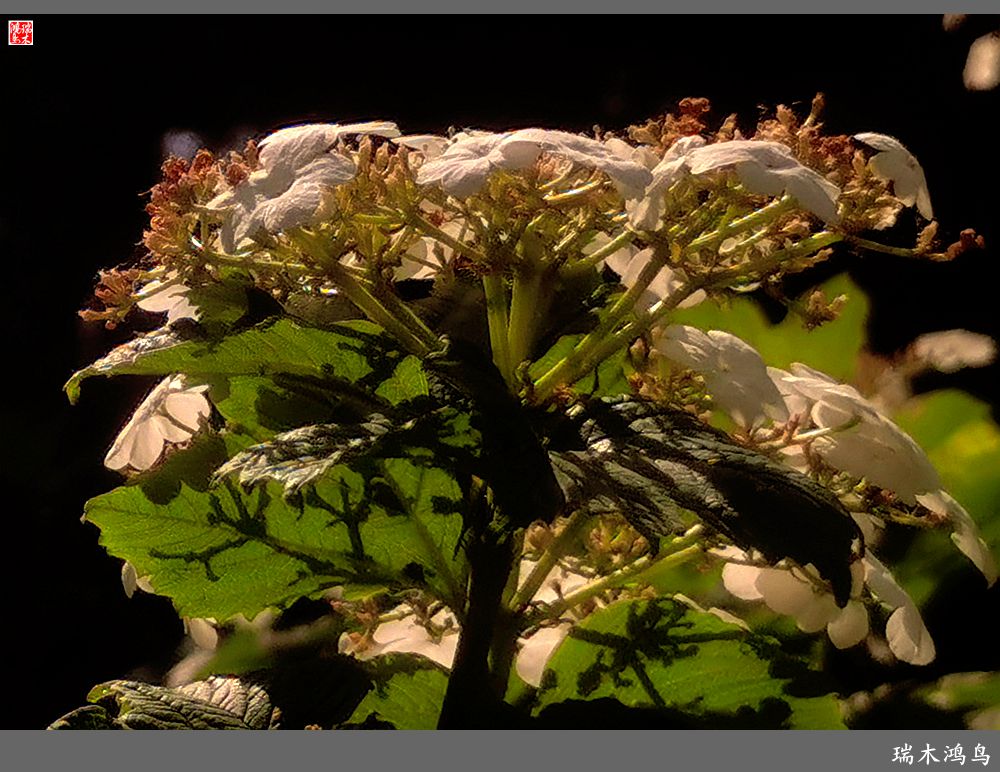 【北坞油菜花季】4.那花那草共舞春天