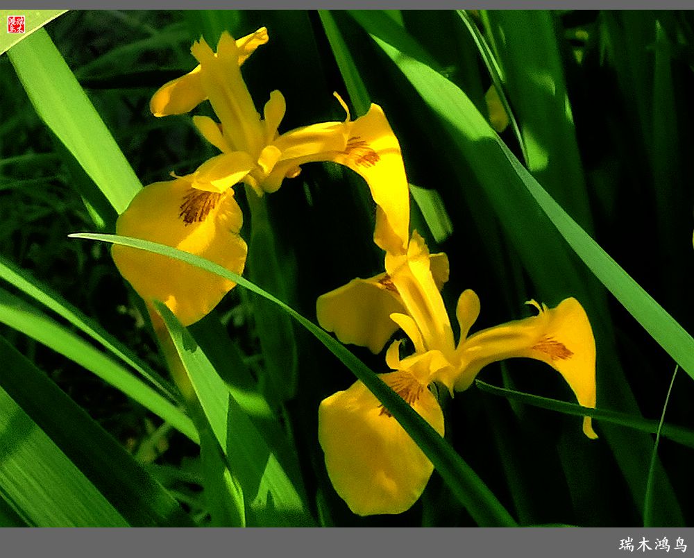 【北坞油菜花季】4.那花那草共舞春天
