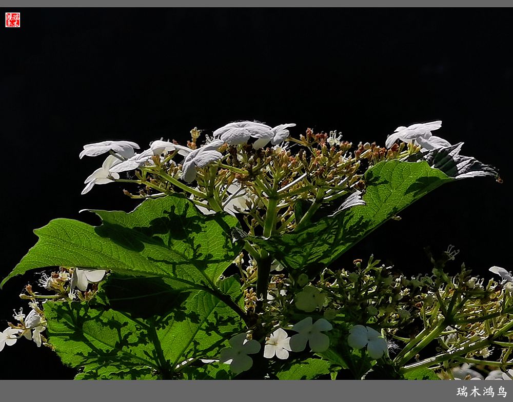 【北坞油菜花季】4.那花那草共舞春天