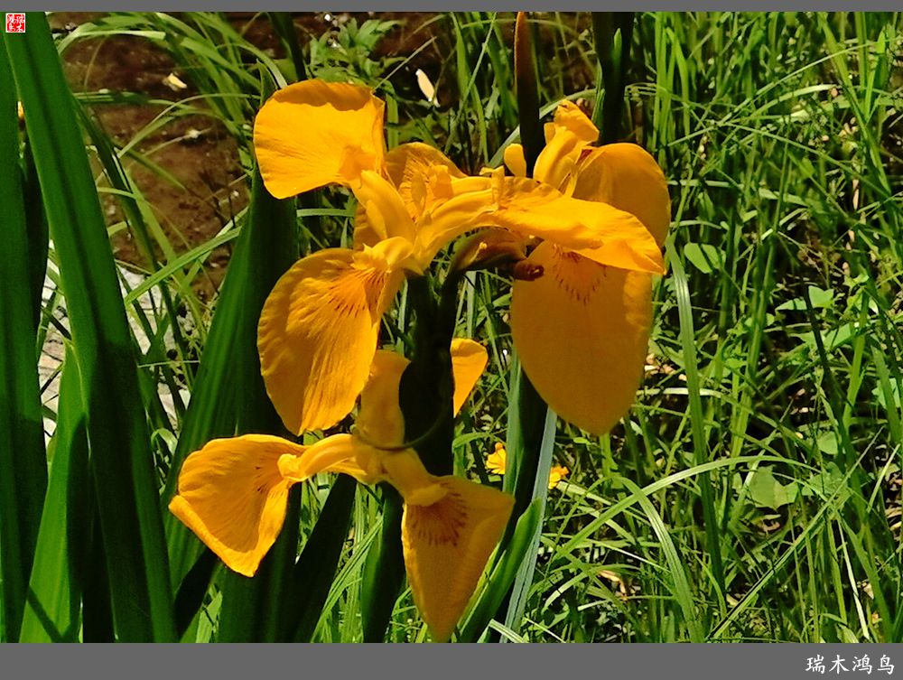 【北坞油菜花季】4.那花那草共舞春天