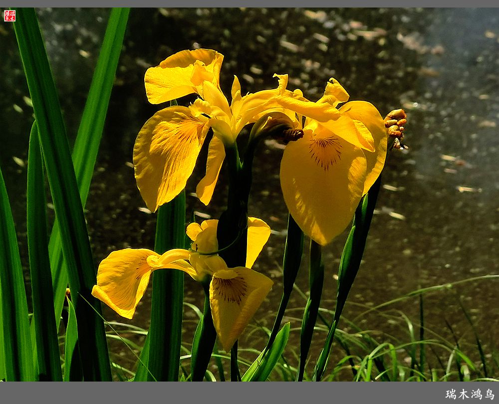 【北坞油菜花季】4.那花那草共舞春天