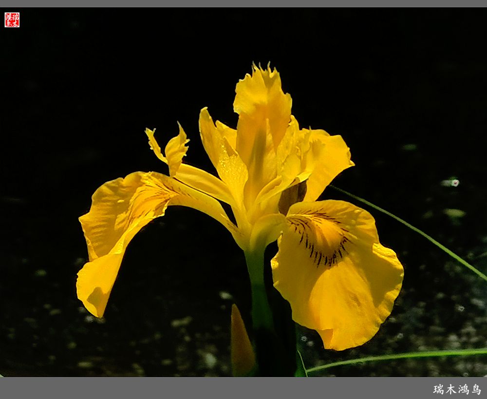 【北坞油菜花季】4.那花那草共舞春天