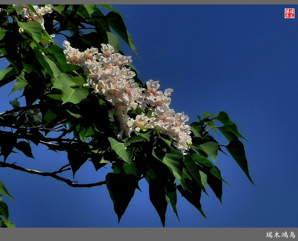 【北坞油菜花季】4.那花那草共舞春天