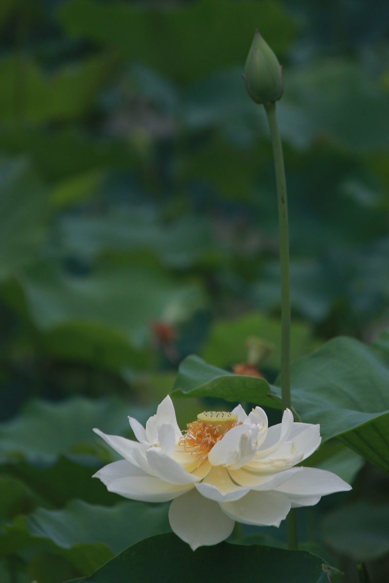 接天莲叶无穷碧，映日荷花别样红。