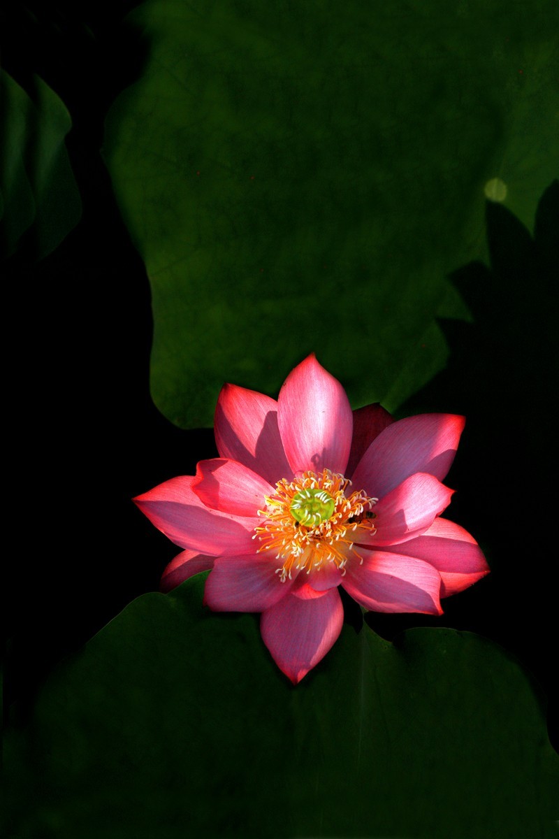 接天莲叶无穷碧，映日荷花别样红。