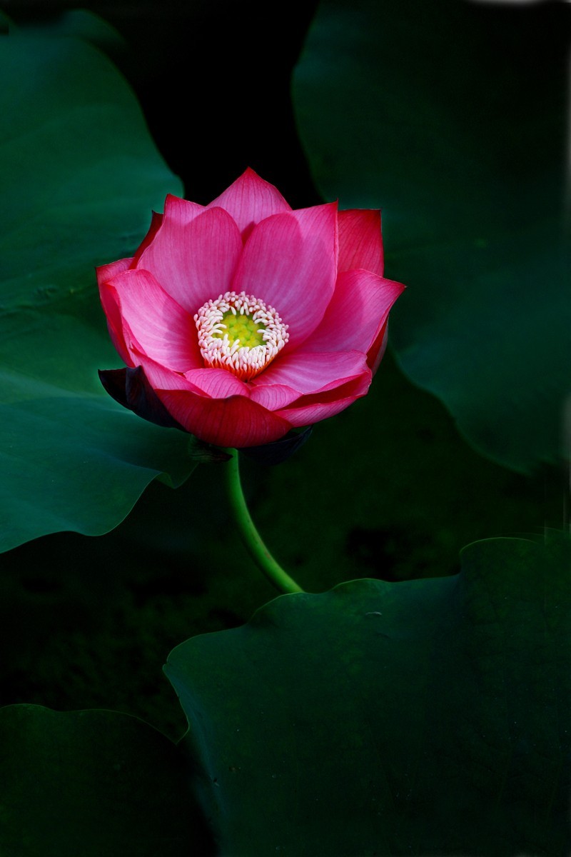 接天莲叶无穷碧，映日荷花别样红。