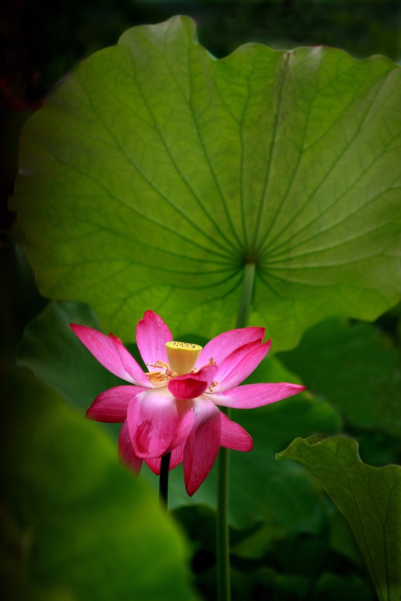 接天莲叶无穷碧，映日荷花别样红。