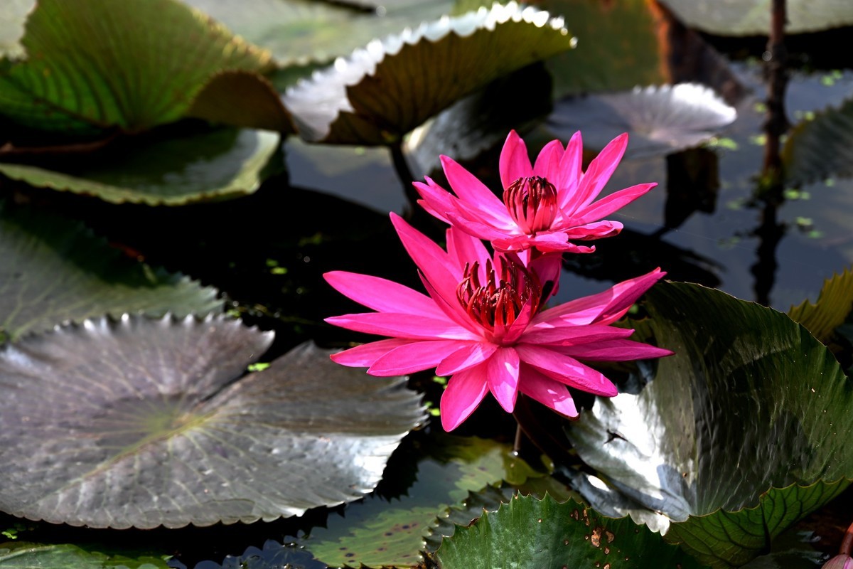 小花1
