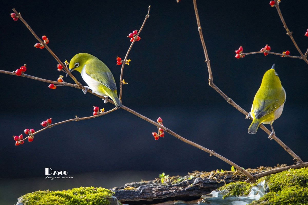 一雀又一雀（30）