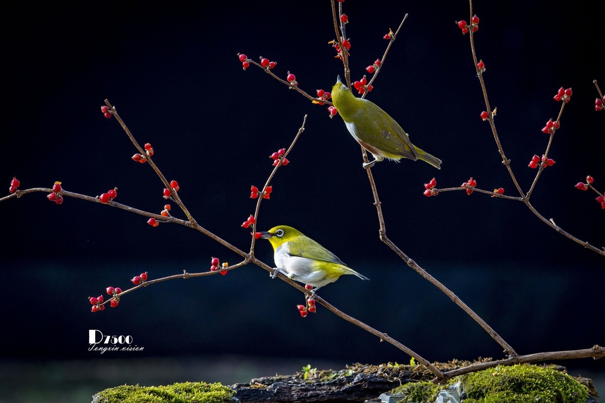 一雀又一雀（30）