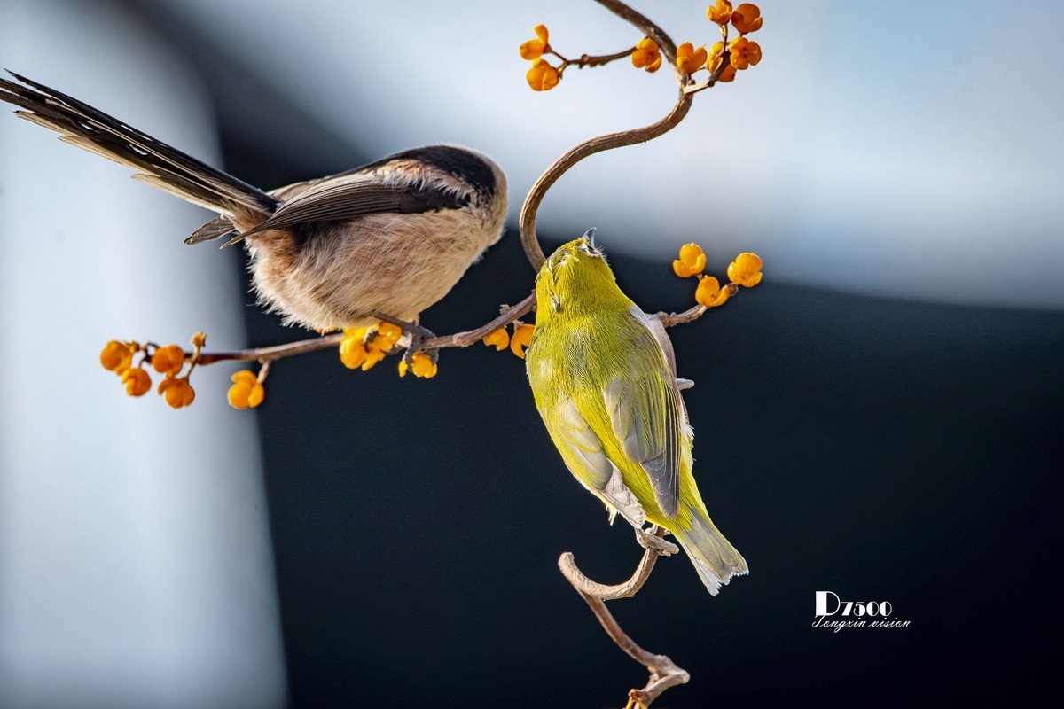 一雀又一雀（30）