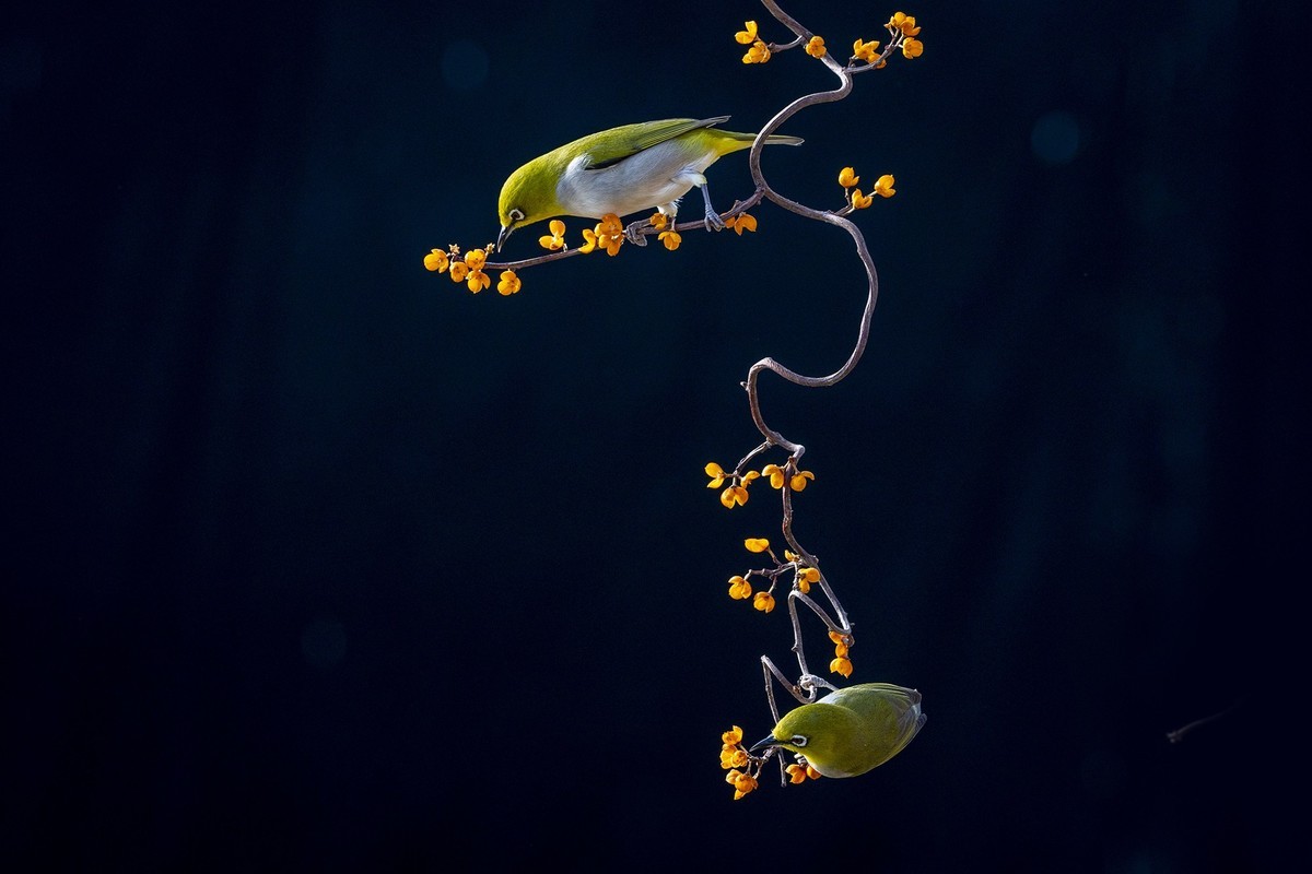 一雀又一雀（30）