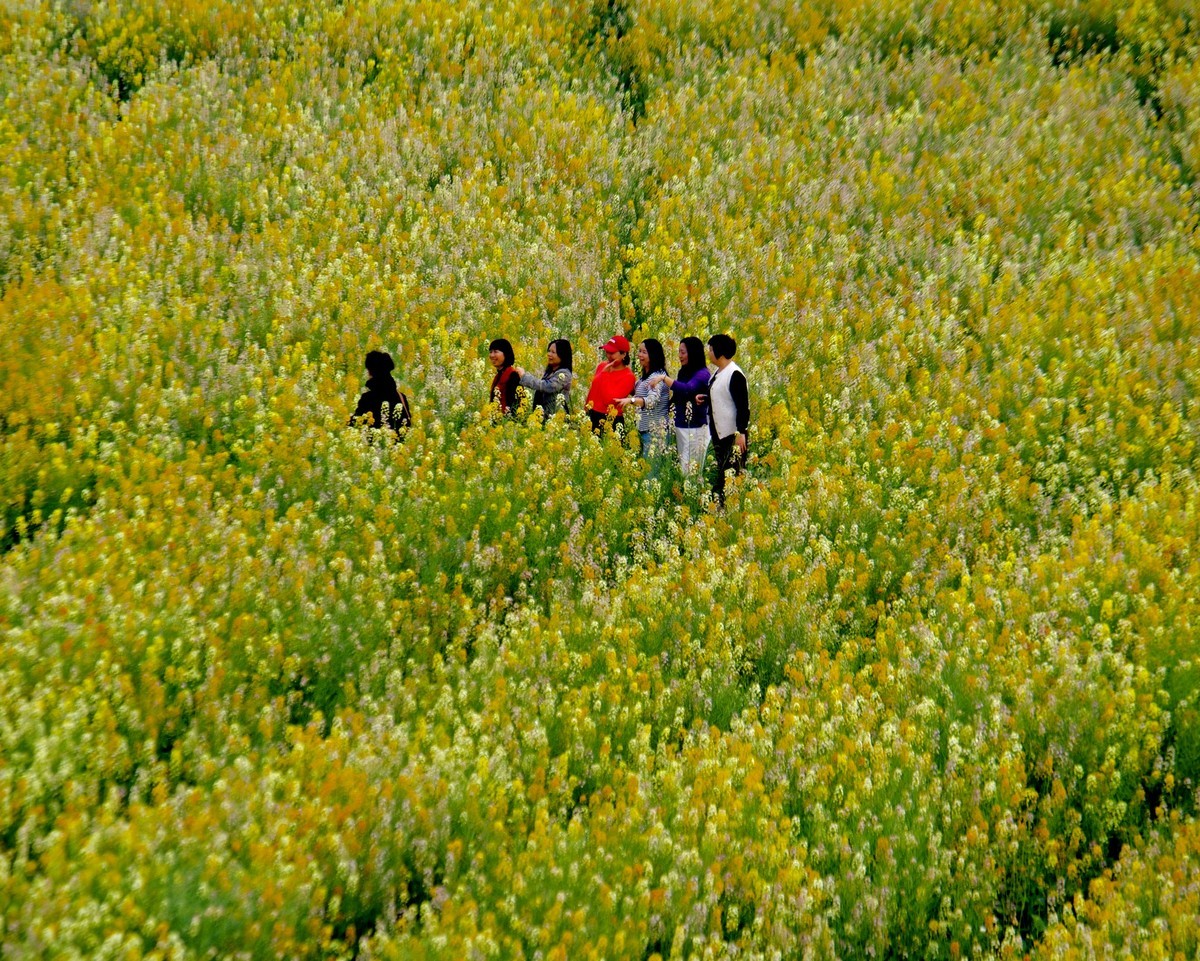 七彩油菜花