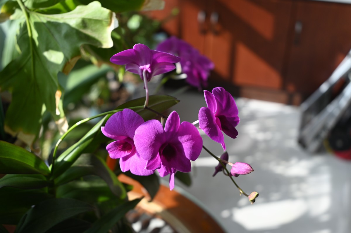 石斛花