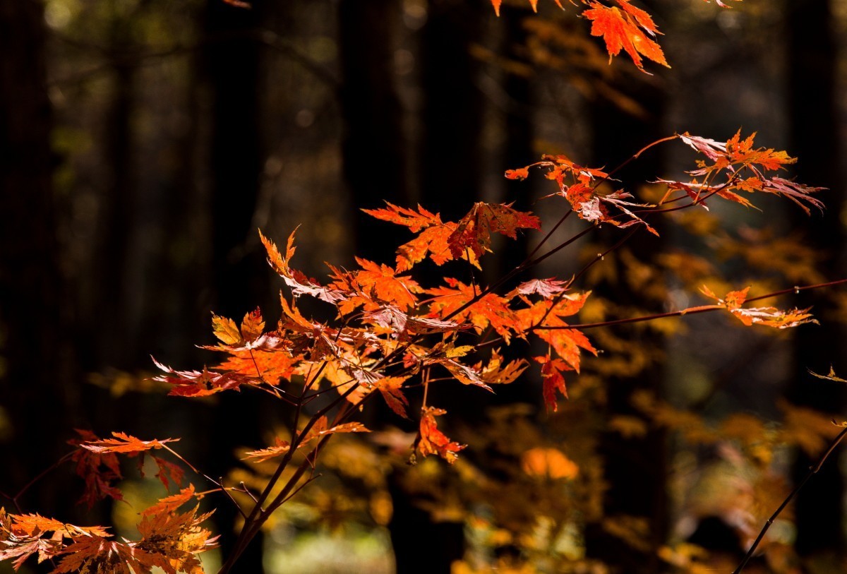 外出随拍（续292）.