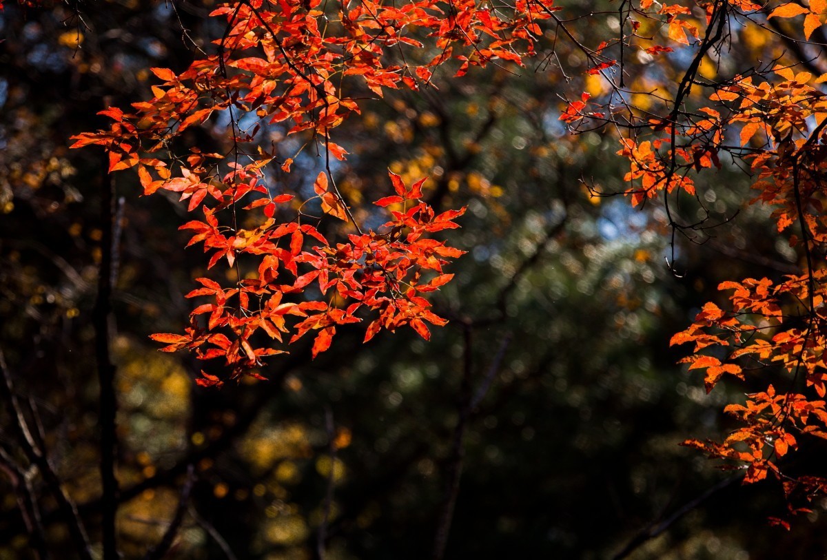 外出随拍（续292）.