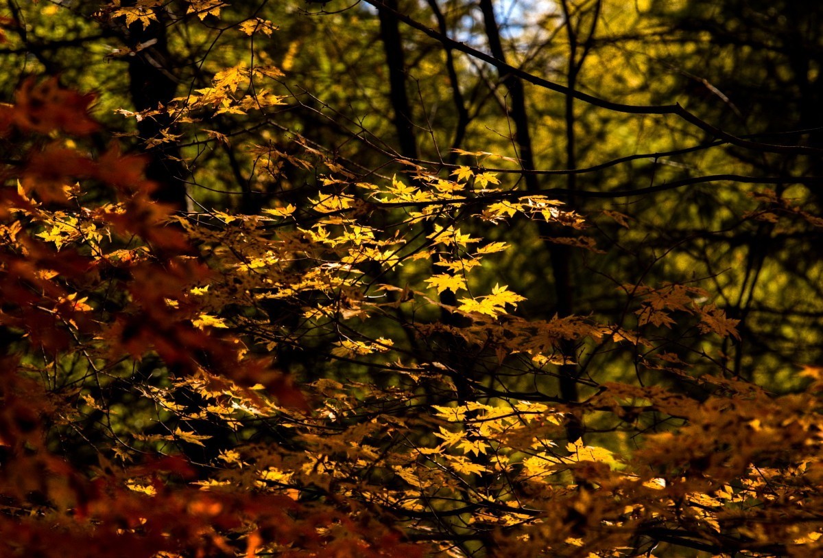 外出随拍（续292）.