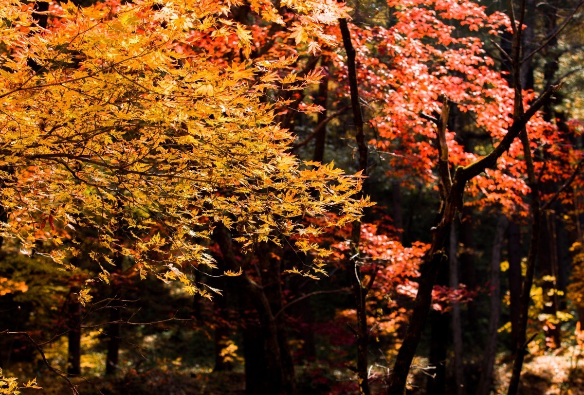 外出随拍（续292）.