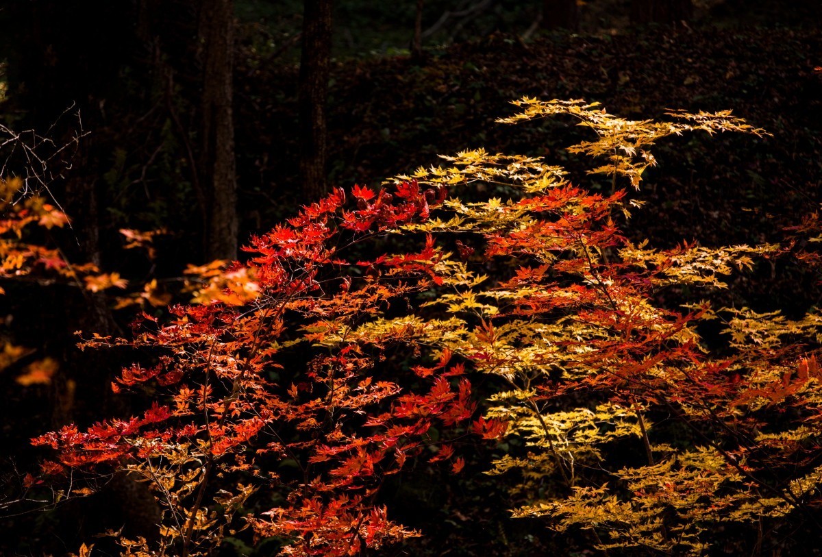 外出随拍（续292）.