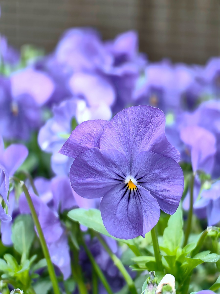 2025，春日游拍之一