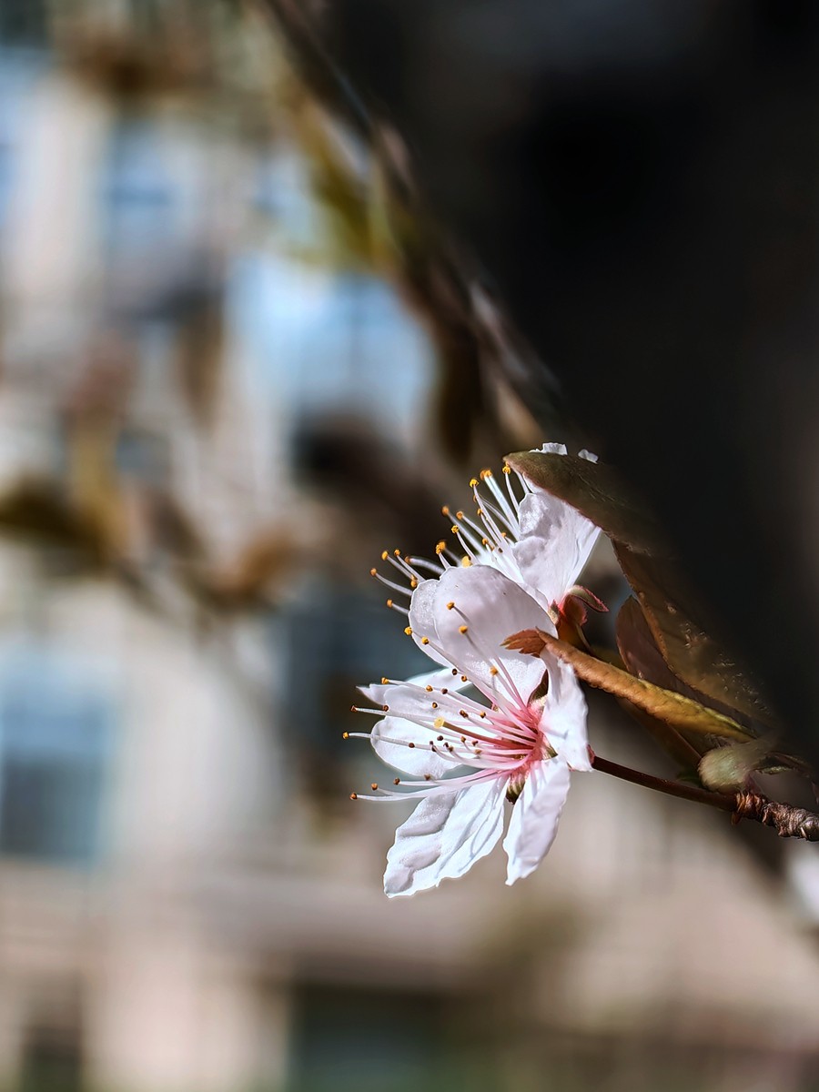 2025，春日游拍之一