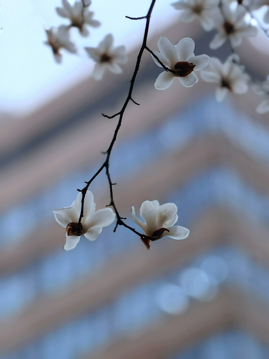 2025，春日游拍之一