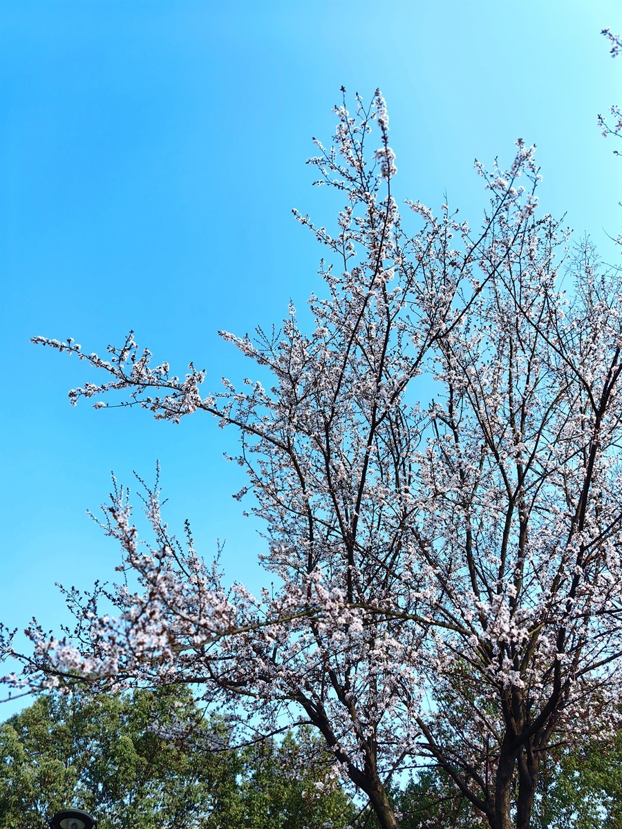 2025，春日游拍之一