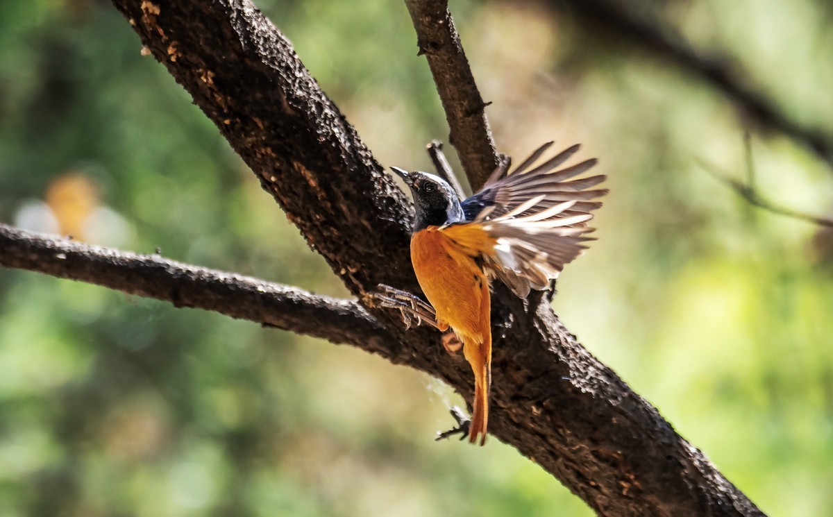 北红尾鸲（四十三）