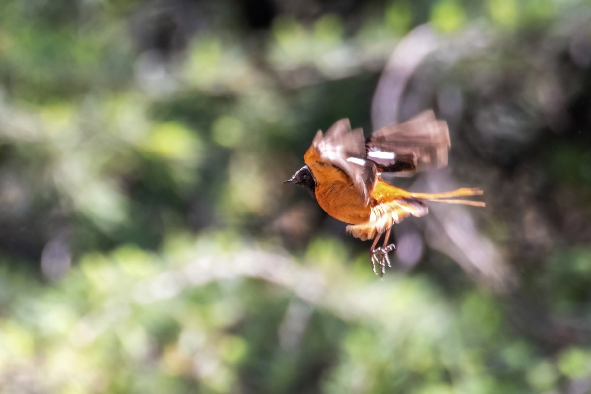 北红尾鸲（四十三）