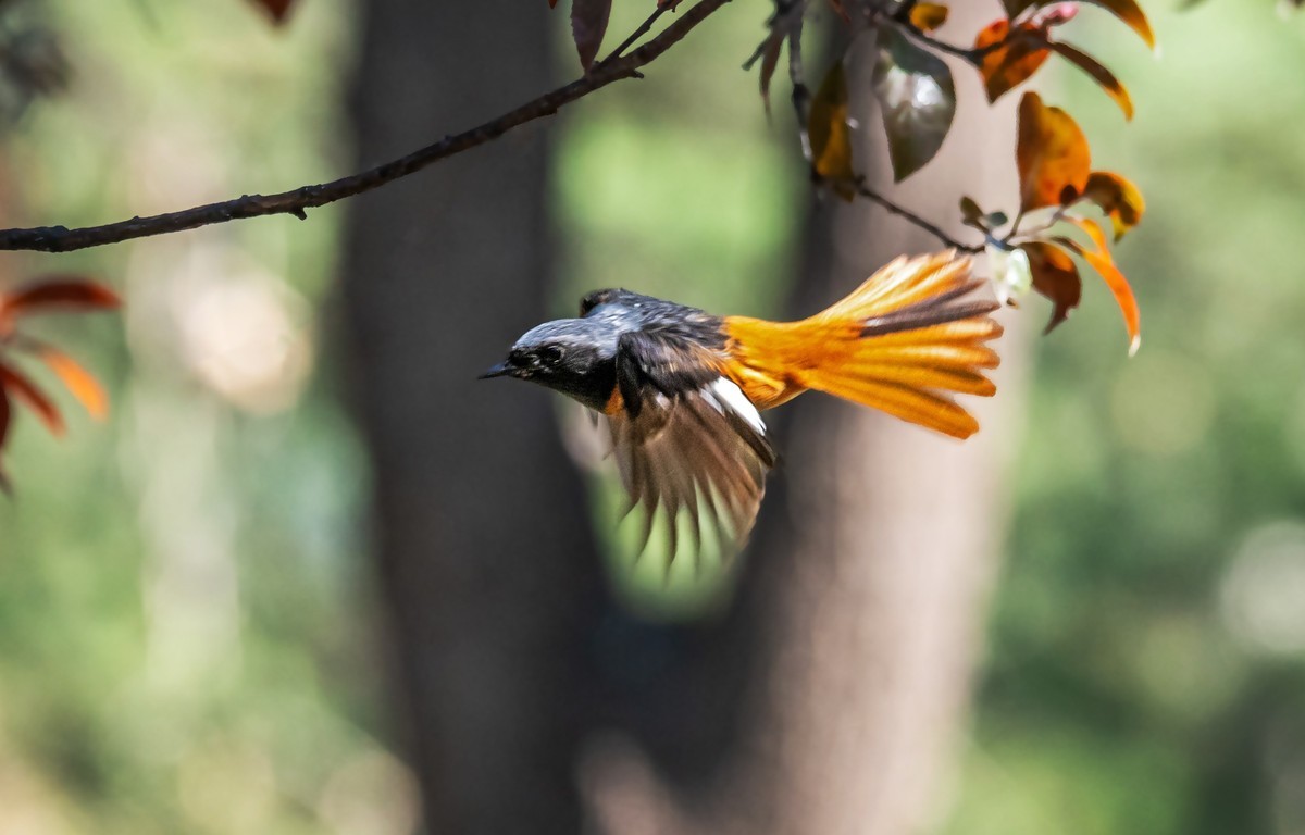 北红尾鸲（四十三）