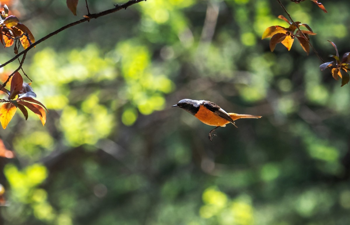 北红尾鸲（四十三）
