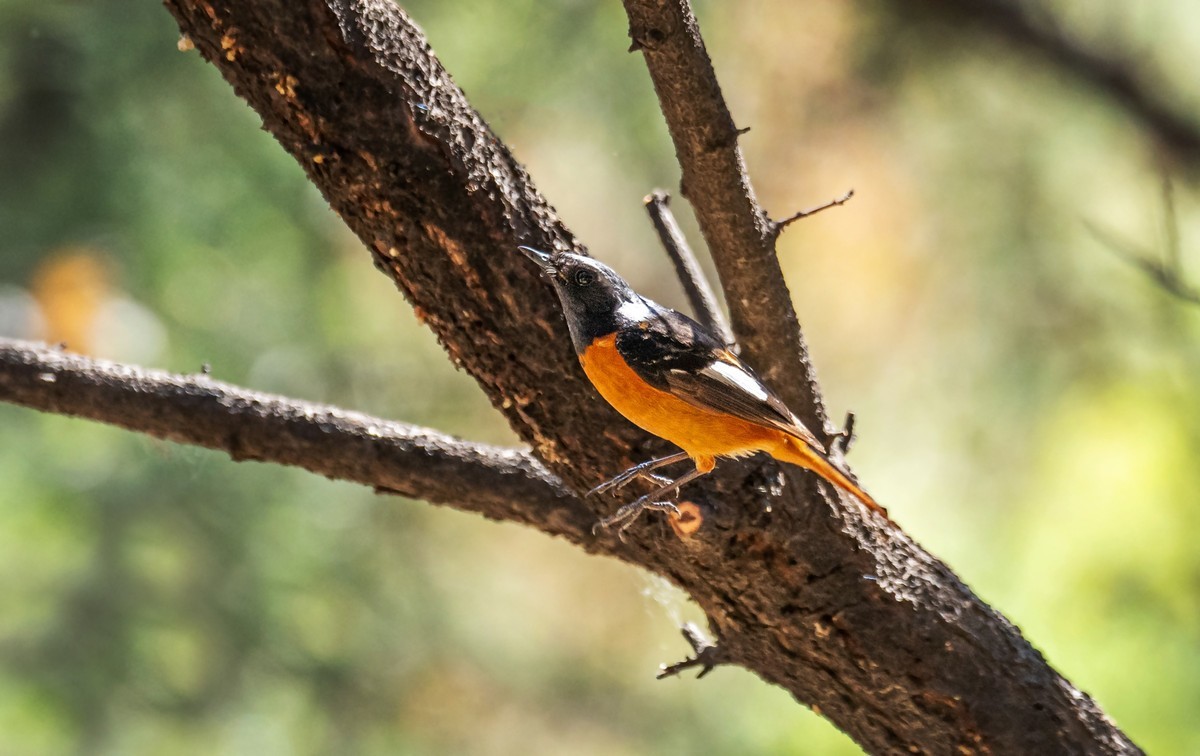 北红尾鸲（四十三）