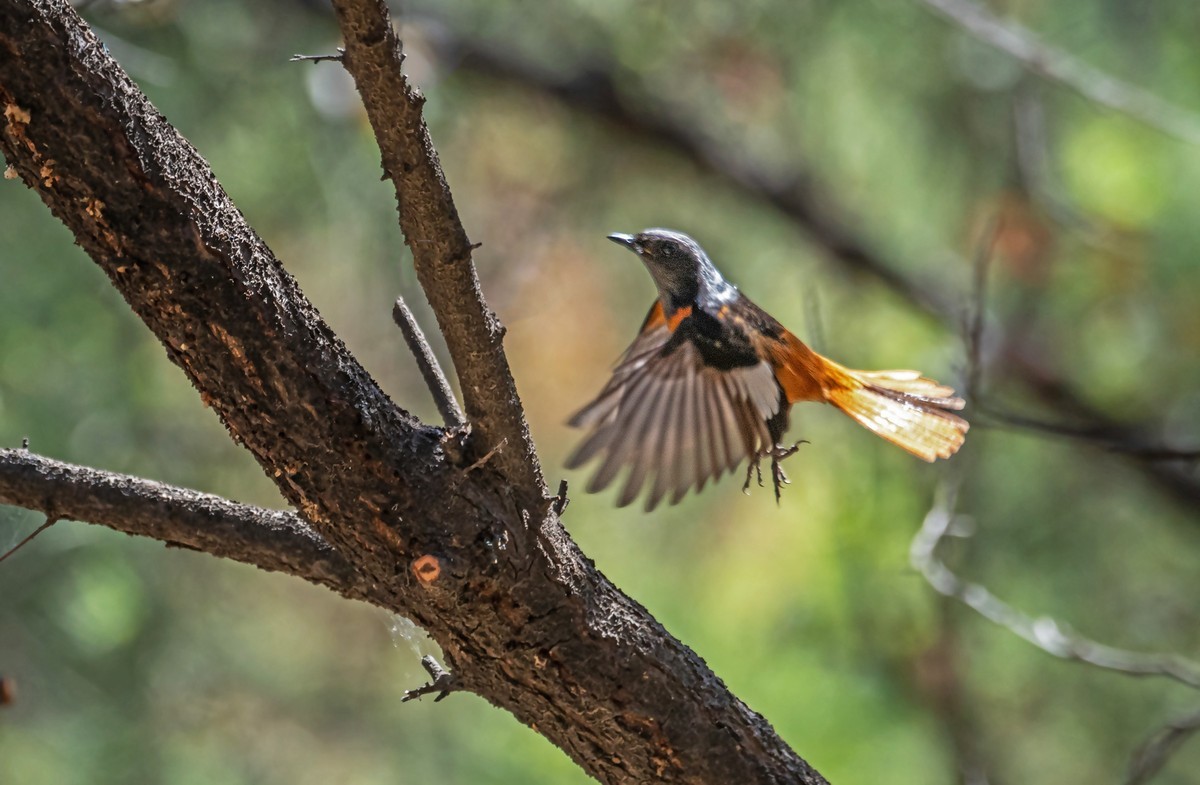 北红尾鸲（四十三）