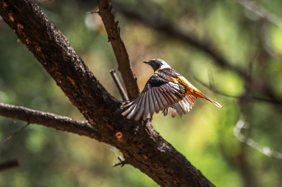 北红尾鸲（四十三）