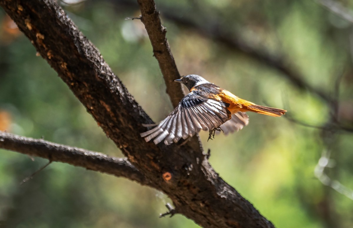北红尾鸲（四十三）