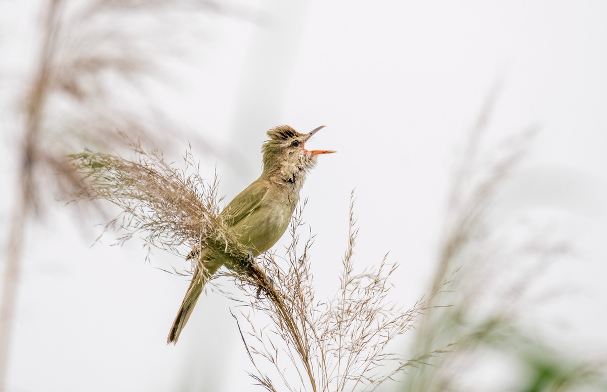 爱唱歌的大苇莺（十一）