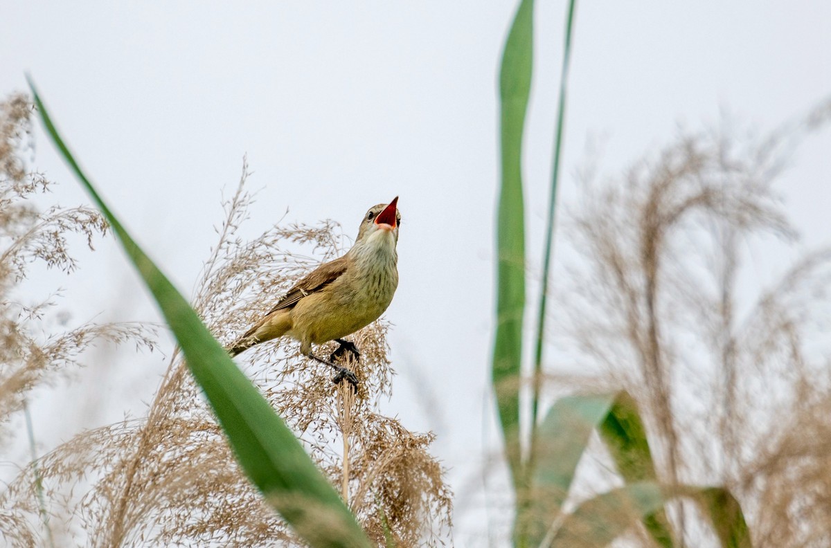 爱唱歌的大苇莺（十一）