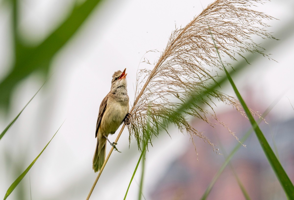 爱唱歌的大苇莺（十一）