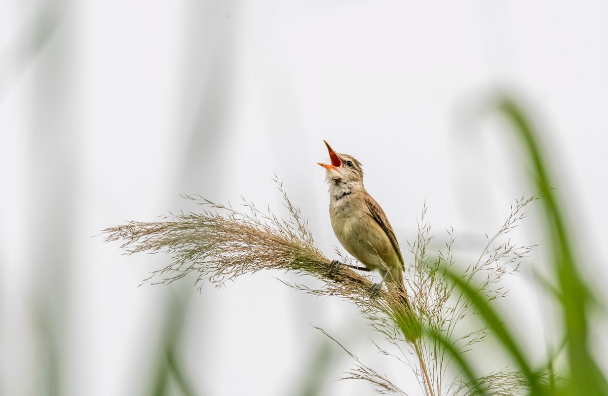 爱唱歌的大苇莺（十一）