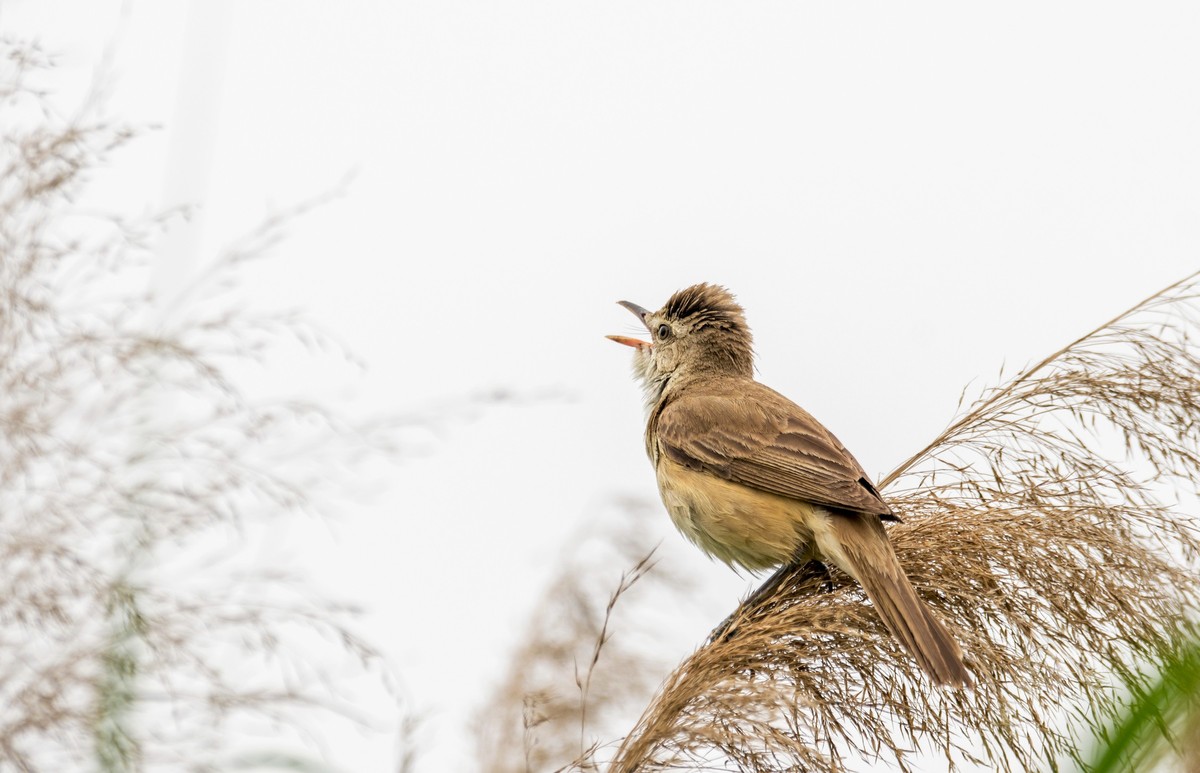 爱唱歌的大苇莺（十一）